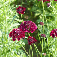 Scabieuse annuelle Carmine red