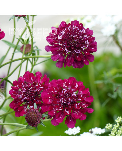 Scabieuse annuelle Carmine red