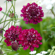 Scabieuse annuelle Carmine red