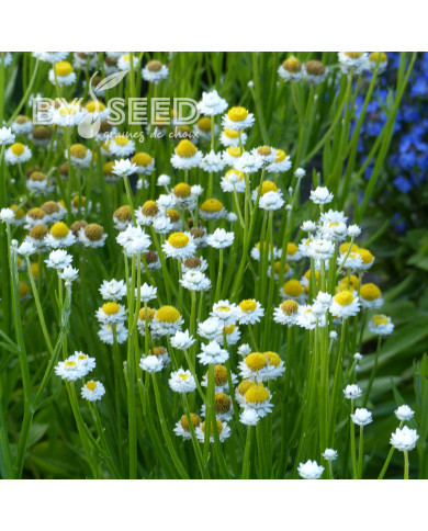 Ammobium alatum Grandiflorum