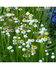Ammi visnaga Green Mist