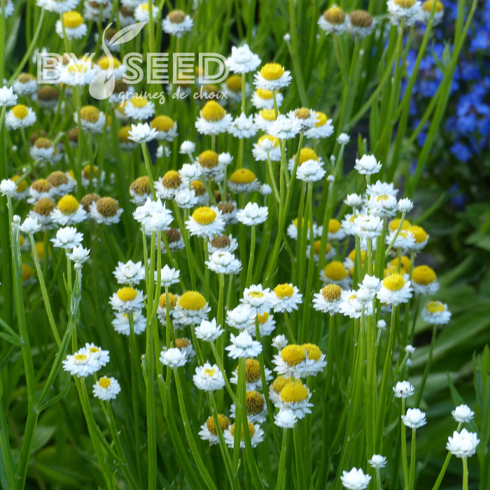 Ammobium alatum Grandiflorum