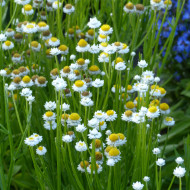 Ammobium alatum Grandiflorum