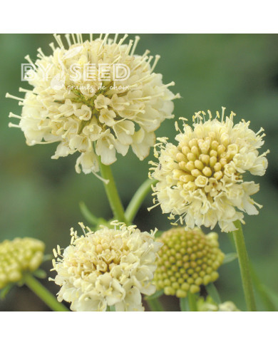 Scabieuse annuelle Fata Morgana (graines nues)