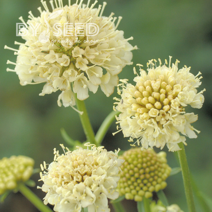 Scabieuse annuelle Fata Morgana (graines nues)
