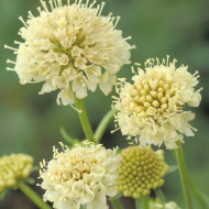 Scabieuse annuelle Fata Morgana (graines nues)