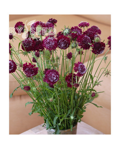 Scabieuse annuelle Fire King (graines nues)