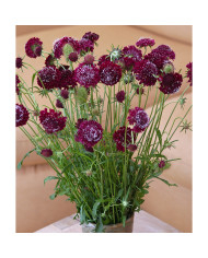 Scabieuse annuelle Fata Morgana (graines nues)