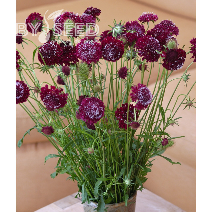 Scabieuse annuelle Fire King (graines nues)