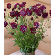 Scabieuse annuelle Fire King (graines nues)