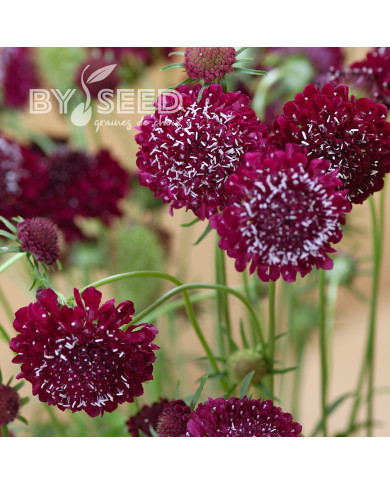 Scabieuse annuelle Fire King (graines nues)