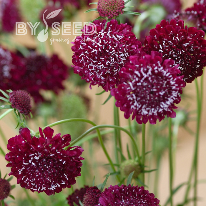 Scabieuse annuelle Fire King (graines nues)