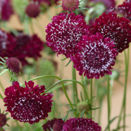 Scabieuse annuelle Fire King (graines nues)