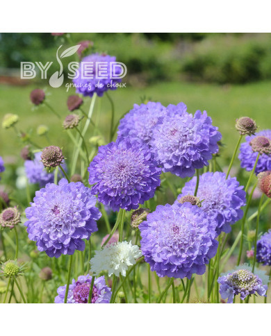 Scabieuse annuelle Oxford Blue