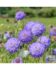 Scabieuse annuelle Oxford Blue (graines nues)