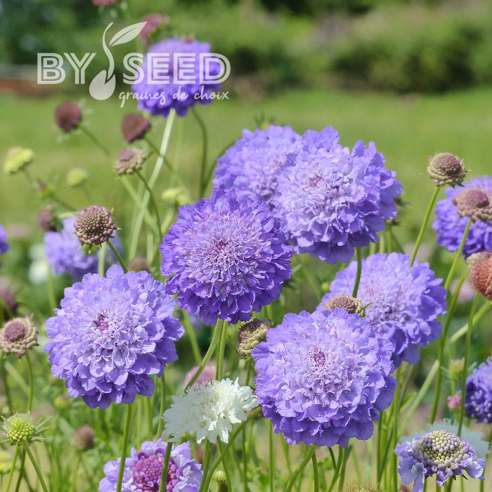 Scabieuse annuelle Oxford Blue