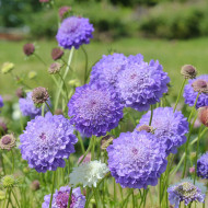 Scabieuse annuelle Oxford Blue