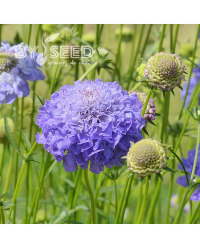 Scabieuse annuelle Oxford Blue