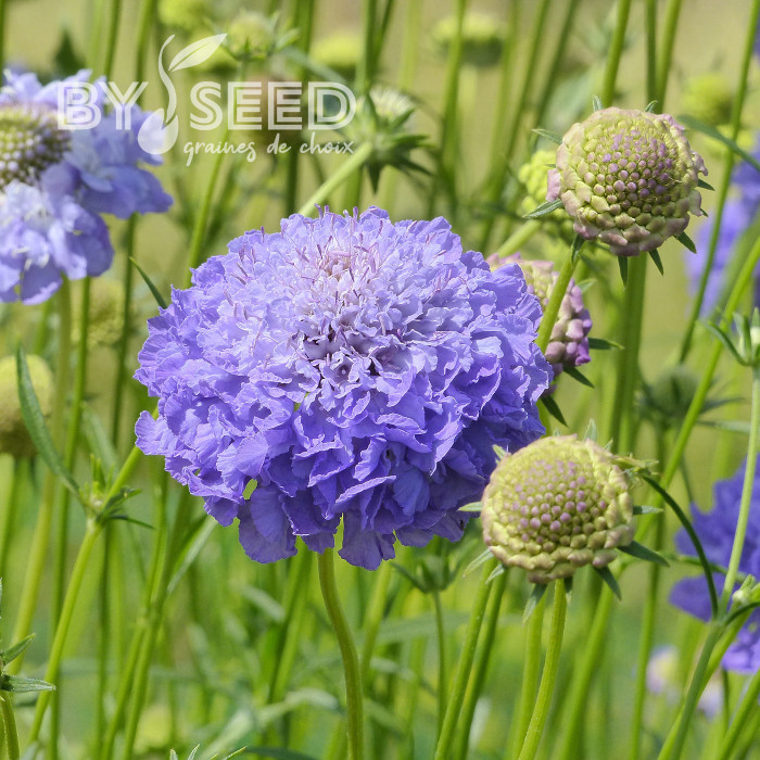 Scabieuse annuelle Oxford Blue