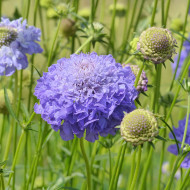 Scabieuse annuelle Oxford Blue