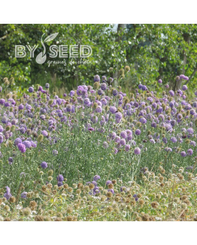 Scabieuse annuelle Oxford Blue