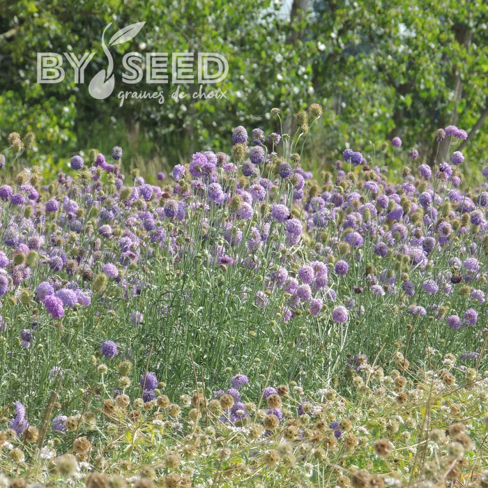 Scabieuse annuelle Oxford Blue