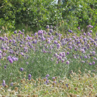 Scabieuse annuelle Oxford Blue