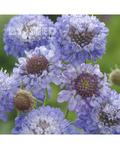 Scabieuse annuelle Oxford Blue (graines nues)