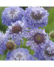 Scabieuse annuelle Oxford Blue