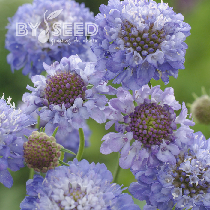Scabieuse annuelle Oxford Blue (graines nues)