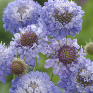 Scabieuse annuelle Oxford Blue (graines nues)