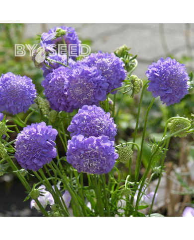 Scabieuse annuelle Oxford Blue (graines nues)