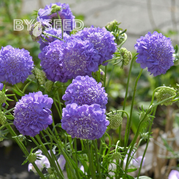 Scabieuse annuelle Oxford Blue (graines nues)