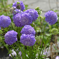 Scabieuse annuelle Oxford Blue (graines nues)