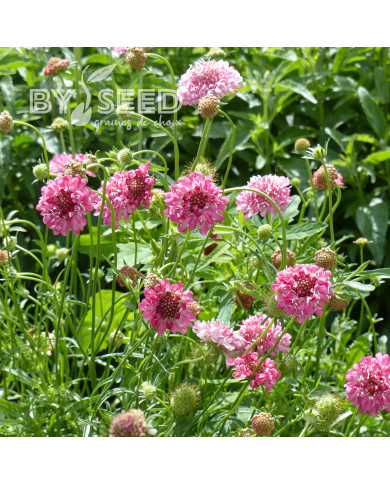 Scabieuse annuelle Salmon Pink