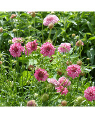 Scabieuse annuelle Salmon Queen (graines nues)