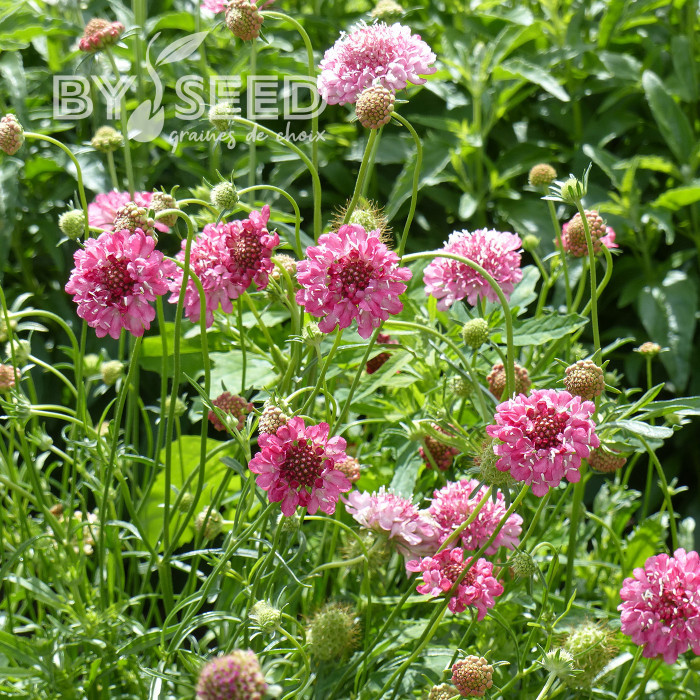 Scabieuse annuelle Salmon Pink