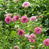 Scabieuse annuelle Salmon Pink