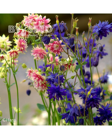 Ancolie Barlow Mixture