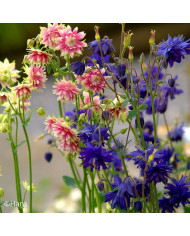 Ammobium alatum Grandiflorum