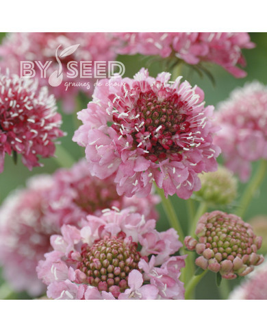 Scabieuse annuelle Salmon Queen (graines nues)