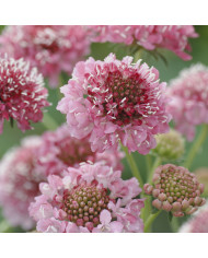 Scabieuse annuelle Scarlet