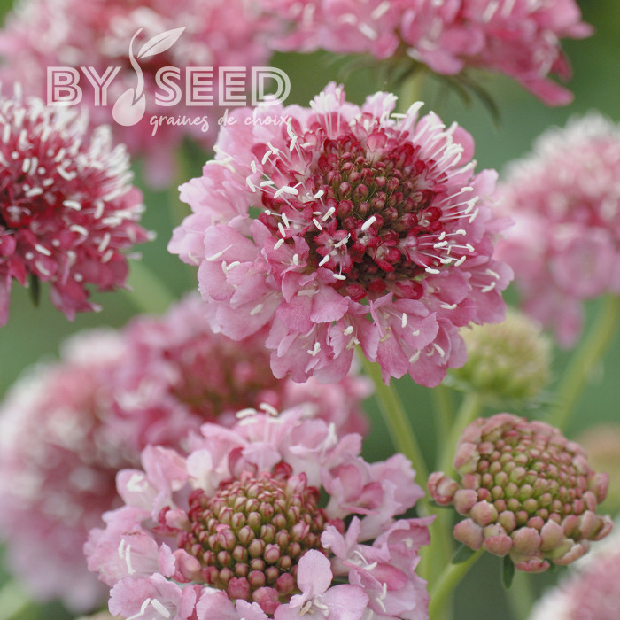 Scabieuse annuelle Salmon Queen (graines nues)