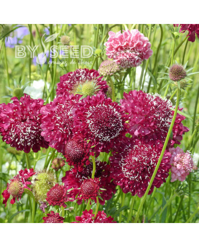 Scabieuse annuelle Scarlet