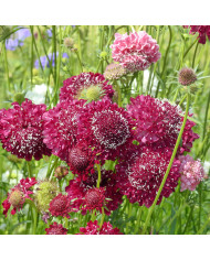 Scabieuse annuelle Snowmaiden (graines nues)