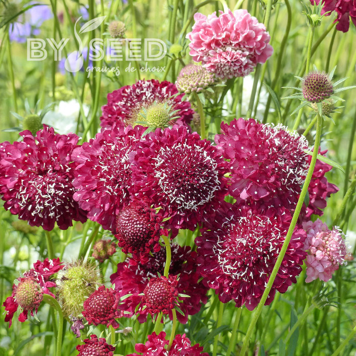 Scabieuse annuelle Scarlet