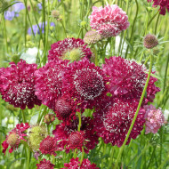 Scabieuse annuelle Scarlet