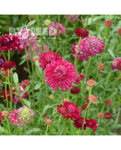 Scabieuse annuelle Scarlet
