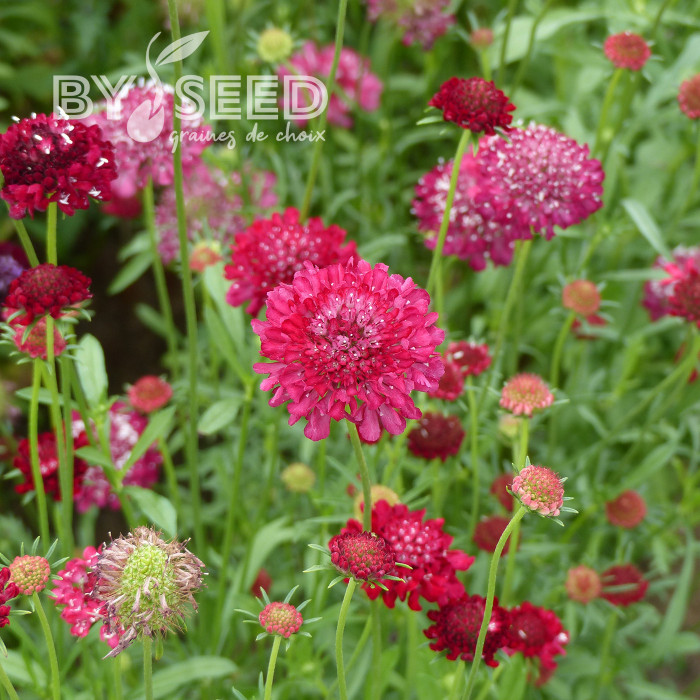 Scabieuse annuelle Scarlet