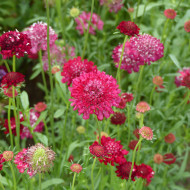 Scabieuse annuelle Scarlet